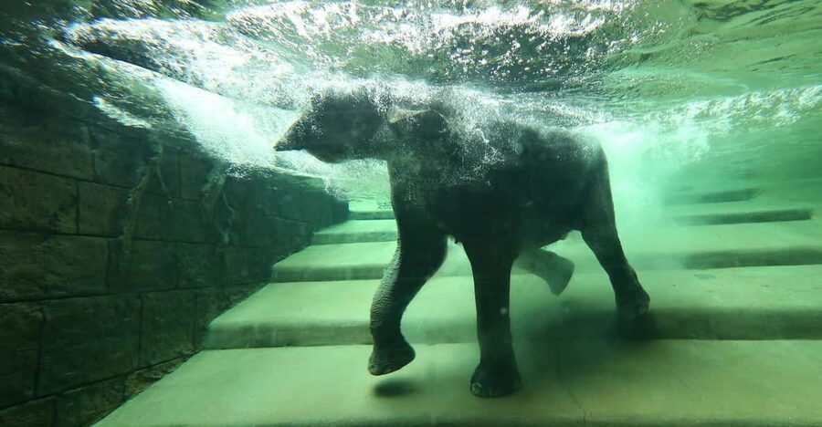 Leipzig Zoo: Entry Ticket - Key points for planning your Leipzig Zoo visit