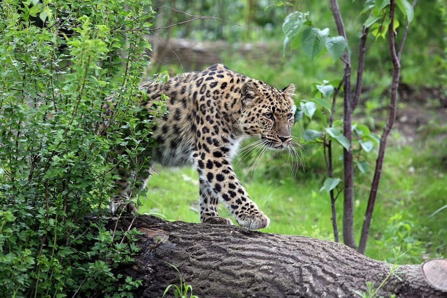 Leipzig Zoo: Entry Ticket - Price, extras, and what your ticket covers