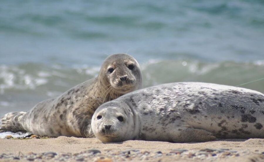 List/Sylt: Guided Seal-Watching Cruise on a Rustic Boat - Key points to know before you book