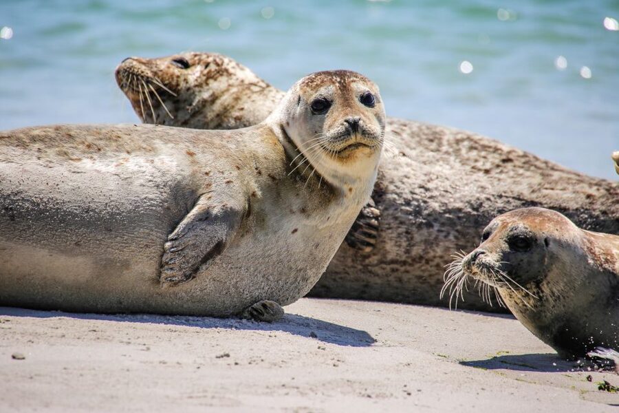 List/Sylt: Guided Seal-Watching Cruise on a Rustic Boat - Is this a good value for your Sylt itinerary?