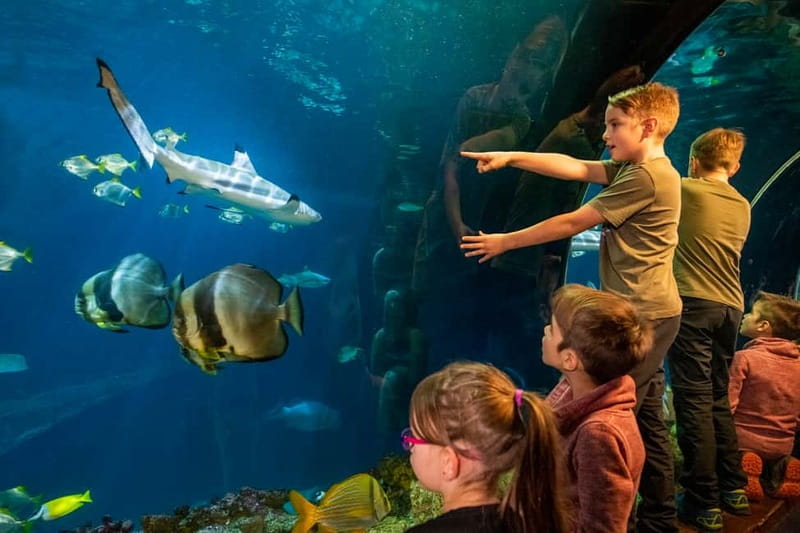 Munich: Day Ticket to Sea Life - Feeding times add a little action
