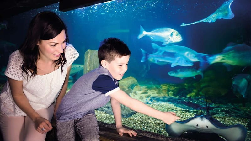 Munich: Day Ticket to Sea Life - Timing, language, and practical planning