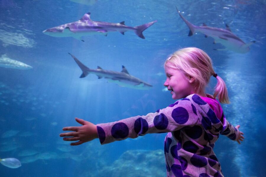 Oberhausen: LEGOLAND Discovery Centre and SEA LIFE Ticket - From the Rhine to the Amazon
