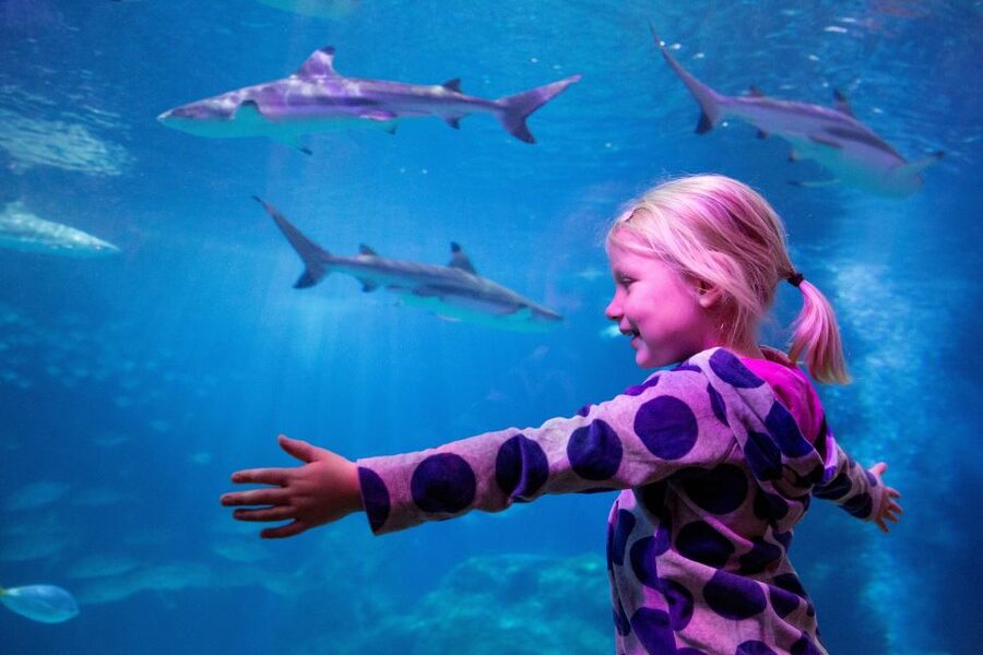 Oberhausen: SEA LIFE Oberhausen Entry Ticket - Key points to know before you go