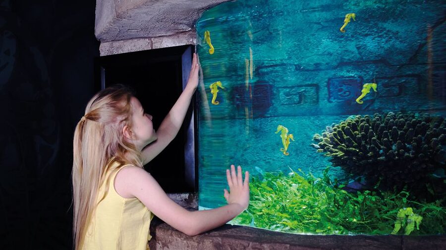 Oberhausen: SEA LIFE Oberhausen Entry Ticket - Timing, crowds, and the best way to plan your visit