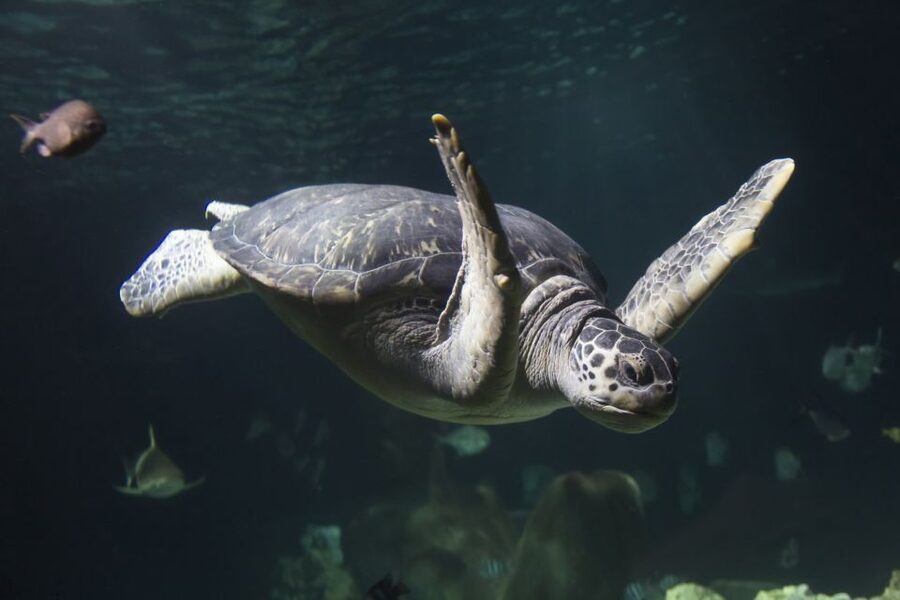 Oberhausen: SEA LIFE Oberhausen Entry Ticket - The Great Reef gives you the broadest view