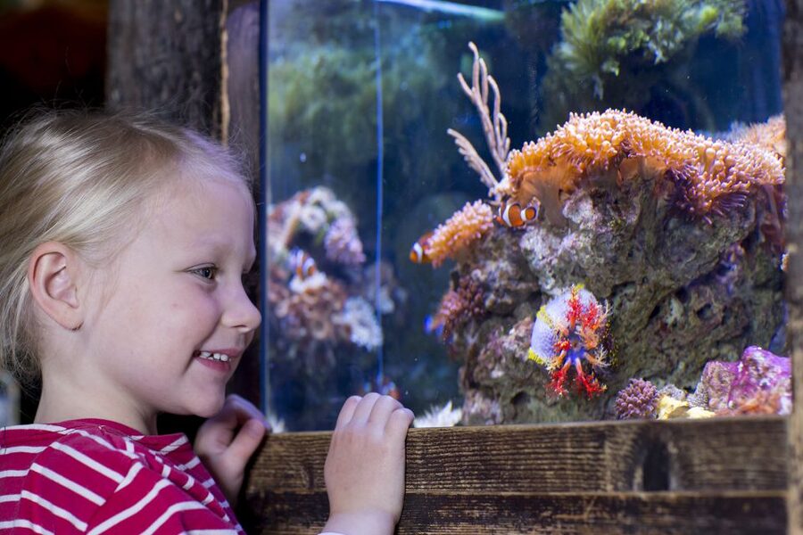 Oberhausen: SEA LIFE Oberhausen Entry Ticket - Otters add a welcome change of pace
