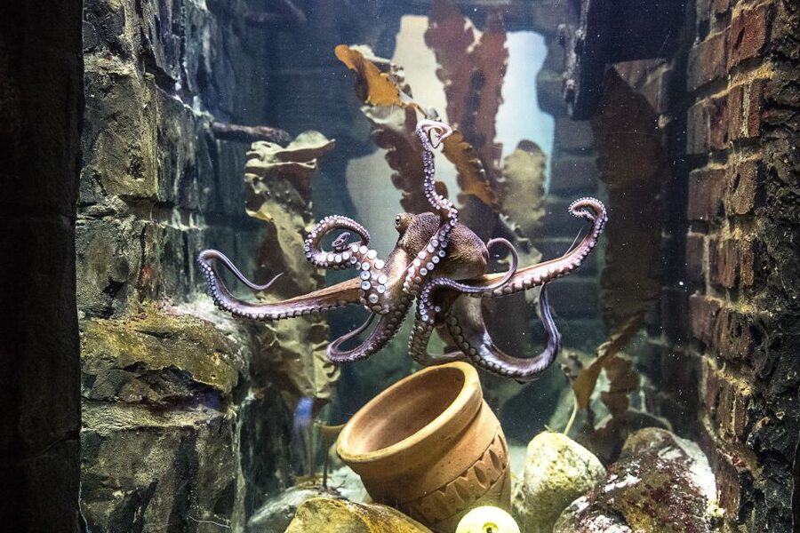 Oberhausen: SEA LIFE Oberhausen Entry Ticket - Is the $25 ticket good value?