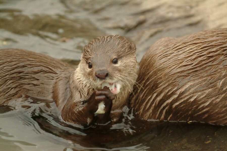 Oberhausen: SEA LIFE Ticket and Behind the Scenes Tour - Start with the public aquarium, not the special tour