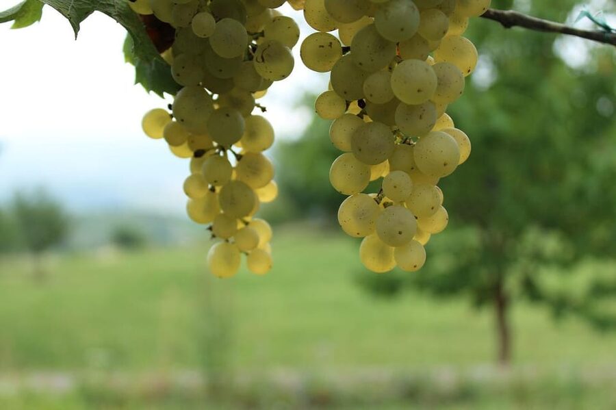 Premium wine hike Stuttgart with games and winemaker's snack - Snacks, water, and realistic expectations
