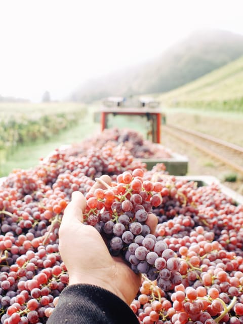Reil, Mosel: Guided organic wine tasting and cellar tour - Four to five organic wines at the tasting table