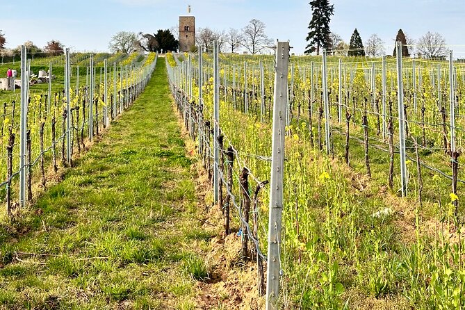 Rhine Valley Wine Tasting Tour from Frankfurt and Mainz - Why German Riesling deserves a closer look