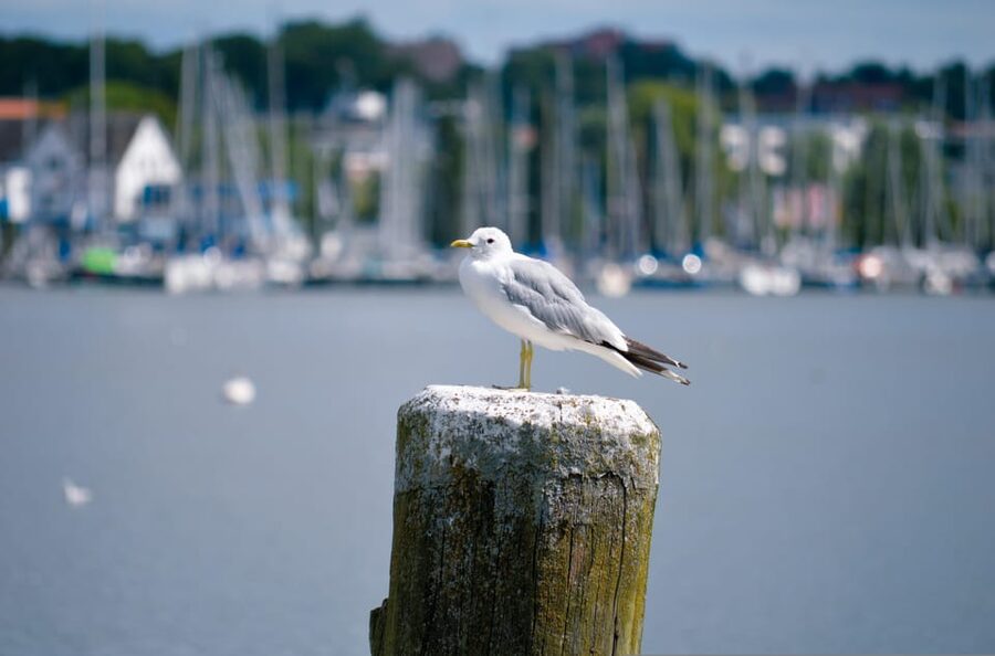 Schleswig: Highlights tour (cathedral, old town, Holm, city harbor) - Is $106 good value for 90 minutes?