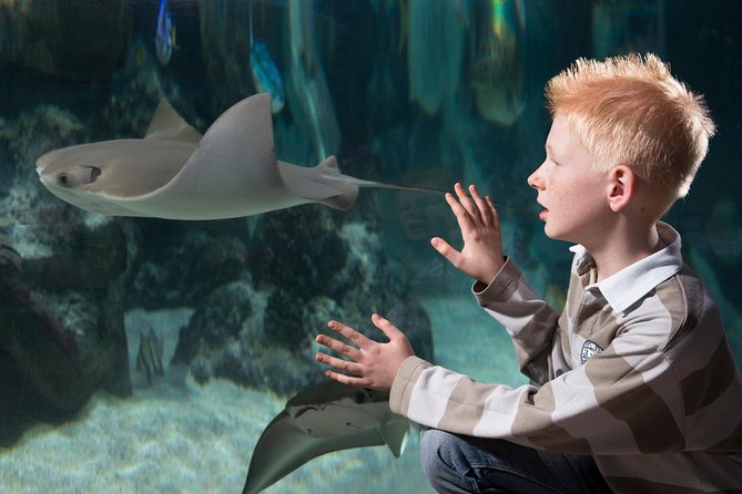 SEA LIFE Hannover Ticket - What to expect at Octopus Cave