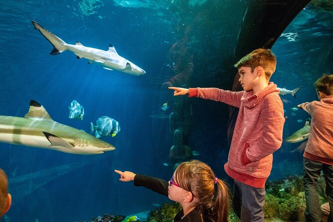 SEA LIFE Hannover Ticket - Ray lagoons, sharks, and the ocean tunnel