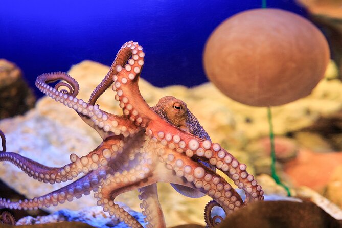 SEA LIFE Konstanz Admission Ticket - Lake Constance animals at the start