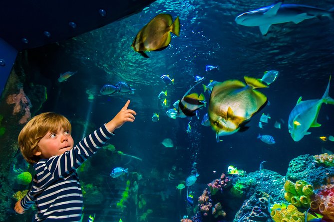 SEA LIFE Konstanz Admission Ticket - Rays, sharks, and the glass tunnel