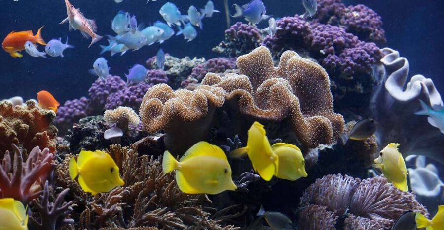 Sea Life Speyer Ticket - Key things to know before you go