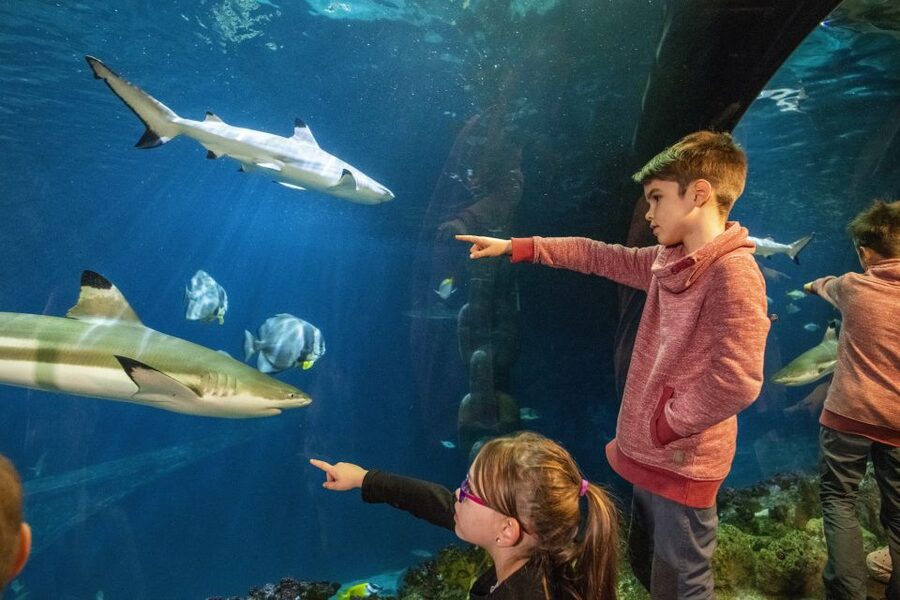 Sea Life Speyer Ticket - The Mediterranean tunnel brings the animals close