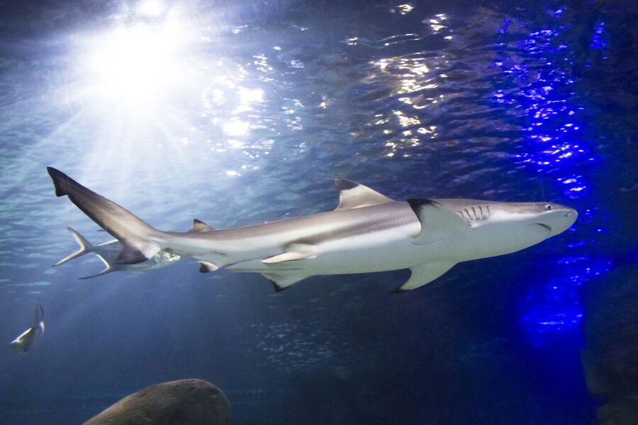 Sea Life Speyer Ticket - Talks, quizzes, and activities suit younger children