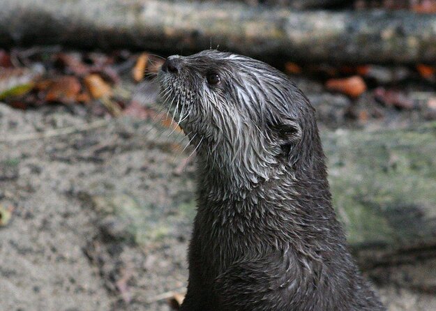 SEA LIFE Timmendorfer Strand Admission Ticket - Key points at a glance