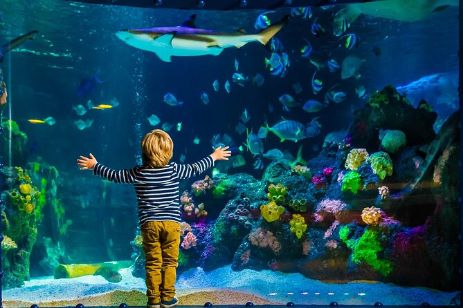 SEA LIFE Timmendorfer Strand Admission Ticket - The underwater tunnel is the main event