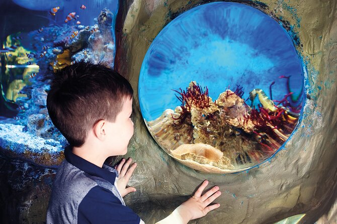 SEA LIFE Timmendorfer Strand Admission Ticket - Timing matters more than the ticket suggests