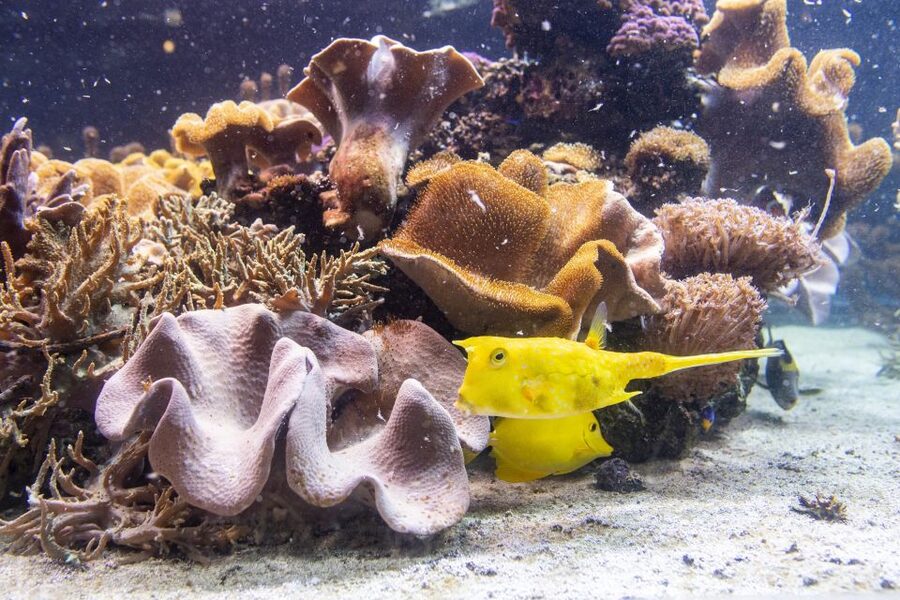 SEA LIFE Timmendorfer Strand Ticket - Getting there from Lübeck or by car