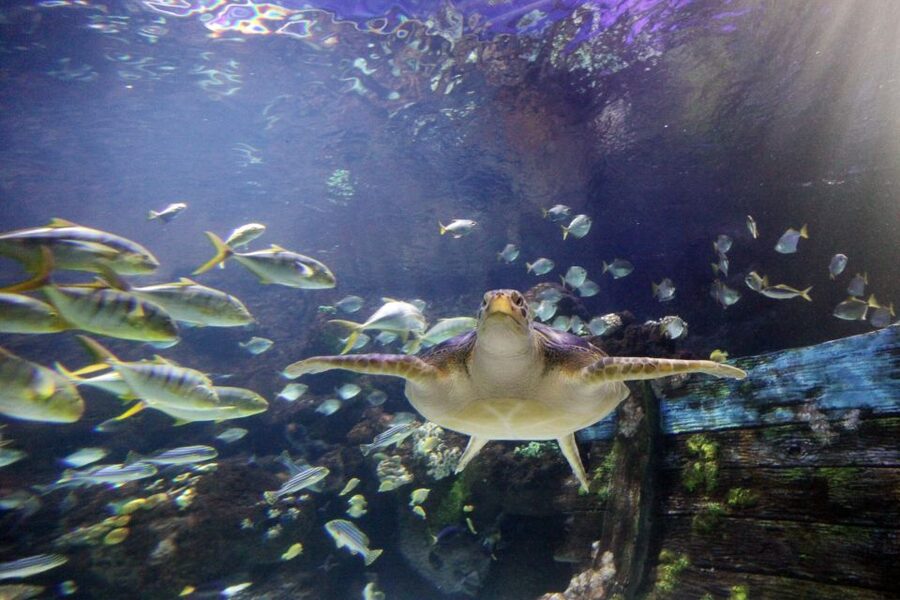 SEA LIFE Timmendorfer Strand Ticket - The rainforest adds boa constrictors and tropical plants