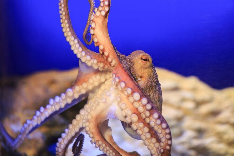 SEA LIFE Timmendorfer Strand Ticket - Live feedings give the visit a schedule