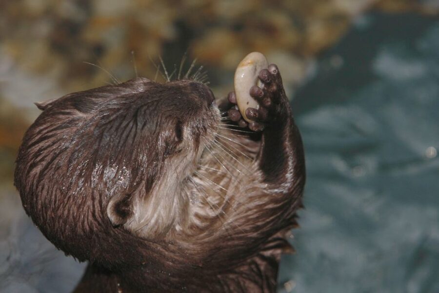 SEA LIFE Timmendorfer Strand Ticket - The touch pool is the most hands-on stop
