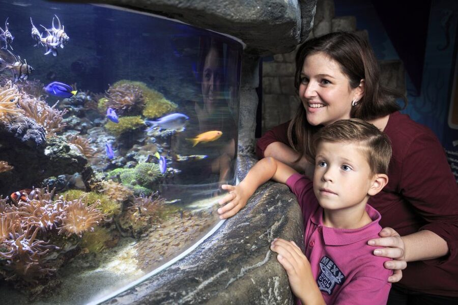 SEA LIFE Timmendorfer Strand Ticket - Conservation gives the animals a wider context