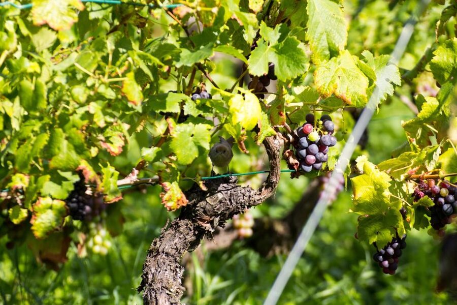 Stuttgart: Guided Vineyards Tour - Views toward Bad Cannstatt, Münster, and the Neckar