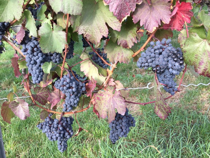 Stuttgart: Guided Wine Walk & Wine Tasting - Stuttgart’s Vineyards, Not Just Its City Streets