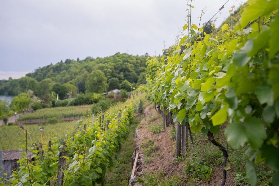 Stuttgart: Hiking Tour with Craft Beer Tasting - The changing pace of the walk
