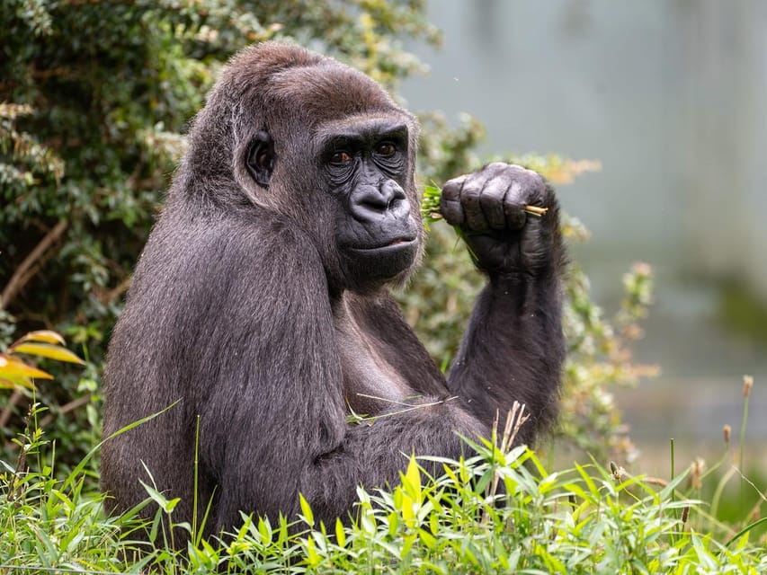 Stuttgart: Wilhelma Zoological-Botanical Garden Ticket - Key points to know before you go
