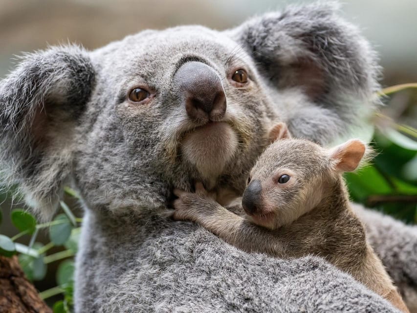 Stuttgart: Wilhelma Zoological-Botanical Garden Ticket - Terra Australis brings Australia to Stuttgart