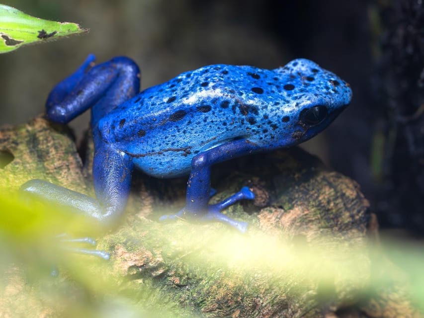 Stuttgart: Wilhelma Zoological-Botanical Garden Ticket - Amazonia and Mountain Worlds add variety