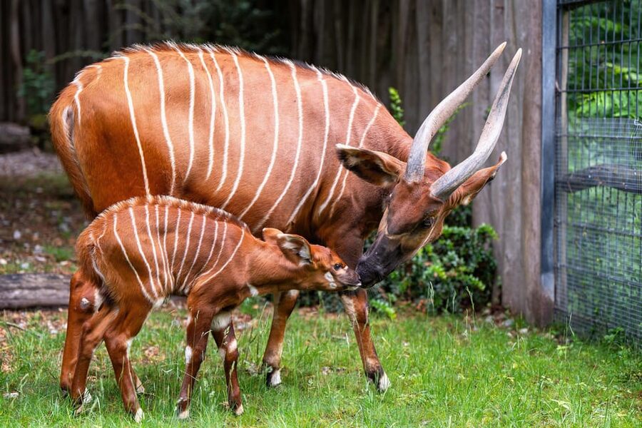 Stuttgart: Wilhelma Zoological-Botanical Garden Ticket - Practical rules and comfort