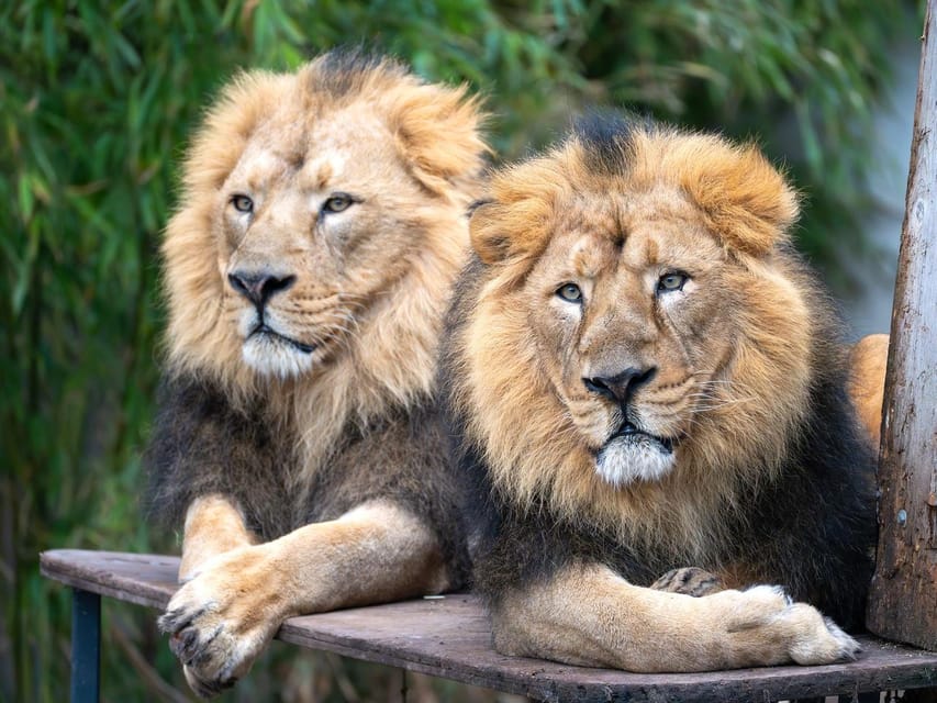 Stuttgart: Wilhelma Zoological-Botanical Garden Ticket - Start with the Moorish Garden and historic park