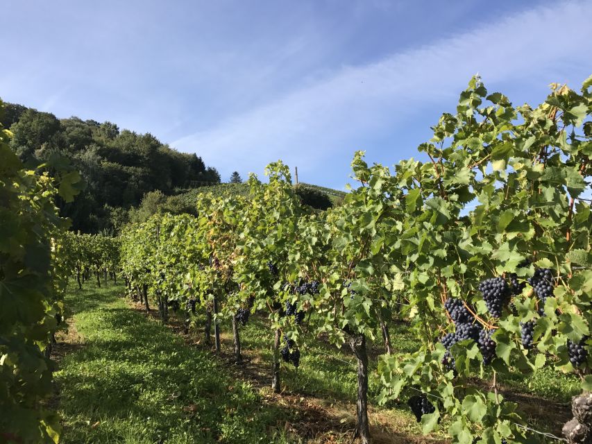 Stuttgart: Wine Tour with wines of the best winemakers - Practical advice before you go