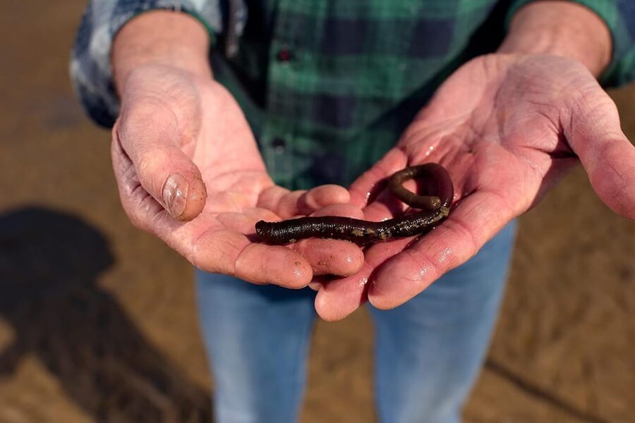 Sylt: Guided Mudflat Hike on the Island - Key points at a glance