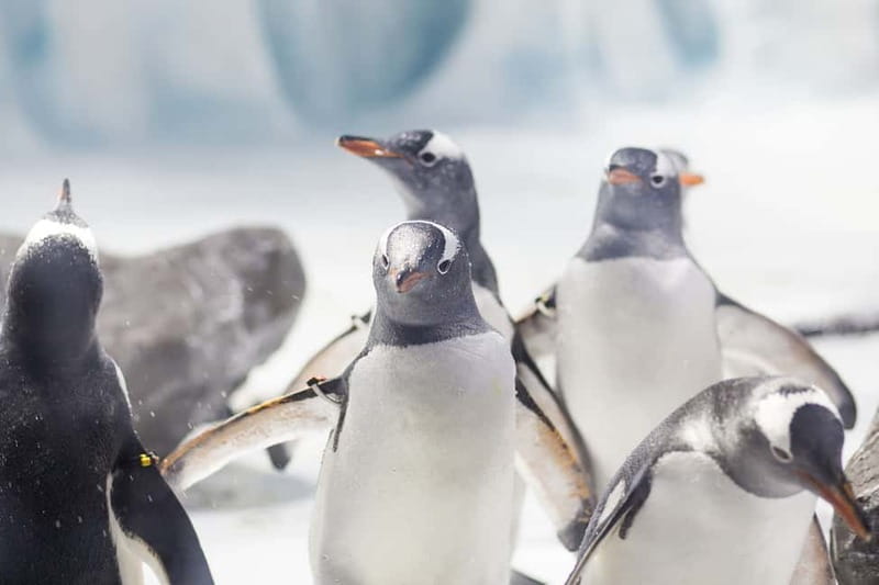 Ticket to SEA LIFE Konstanz - Gentoo penguins in the Antarctica area