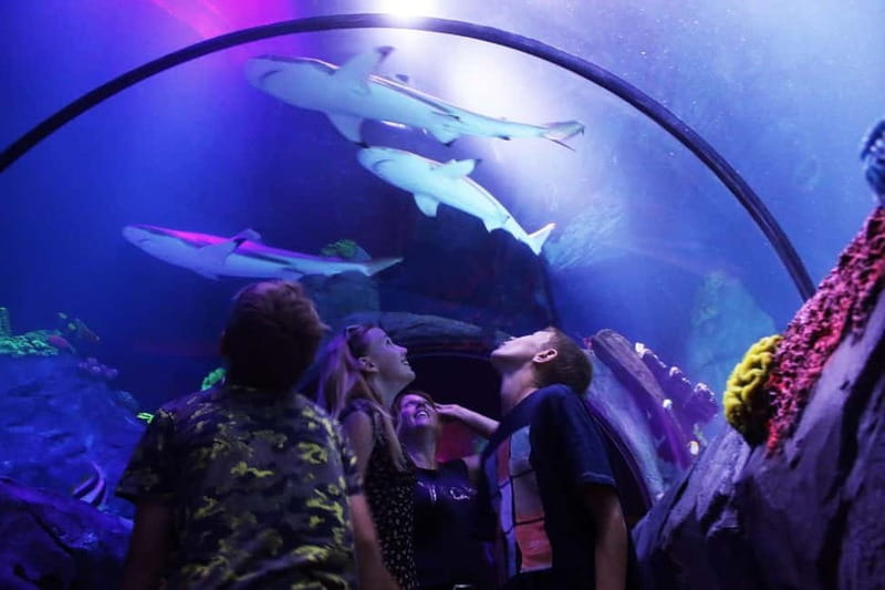 Ticket to SEA LIFE Konstanz - Turtle Rescue Mission and the May theme weeks