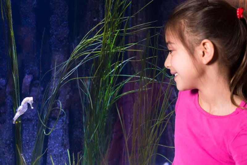 Ticket to SEA LIFE Konstanz - The Lake Constance Museum of Natural History is included