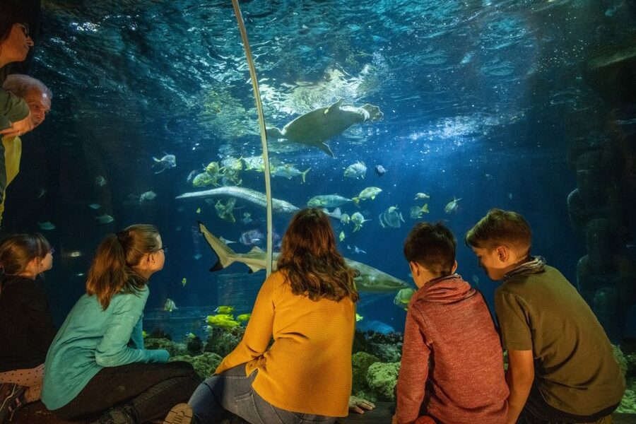 Ticket to SEA LIFE Konstanz - How long the visit takes and what the ticket covers