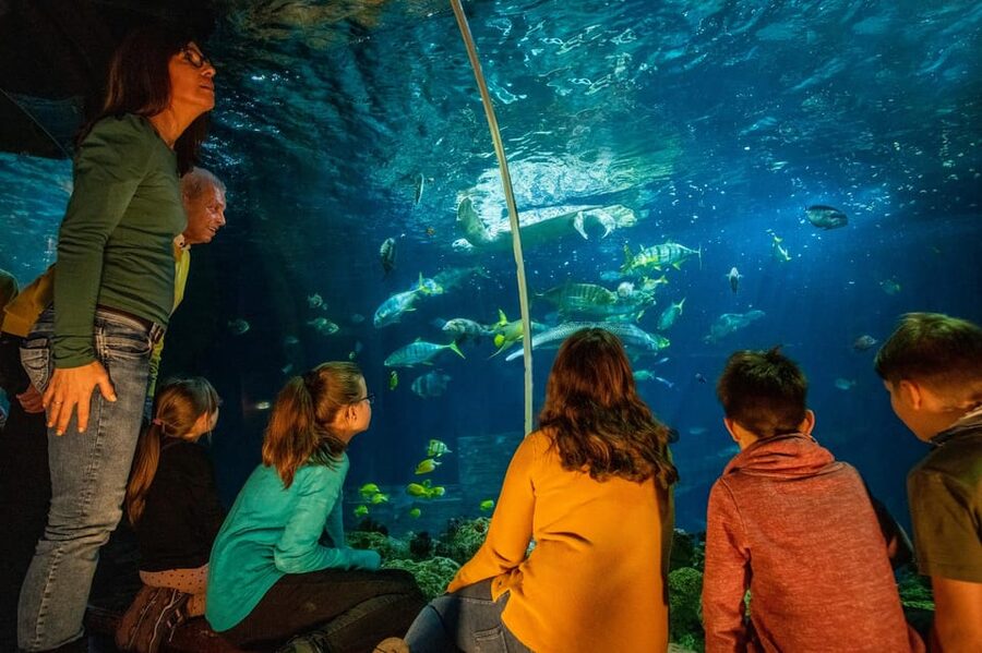 Timmendorfer Strand: SEA LIFE Behind the Scenes Tour - Meeting Speedy, the green sea turtle