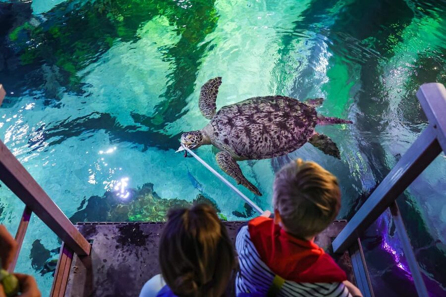 Timmendorfer Strand: SEA LIFE Behind the Scenes Tour - Why the small group changes the experience