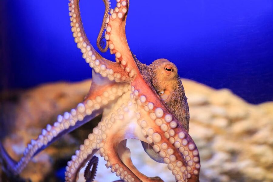 Timmendorfer Strand: SEA LIFE Behind the Scenes Tour - German-only guiding and practical planning